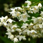 Blütenmeer (Maiblumenstrauch / Deutzia)