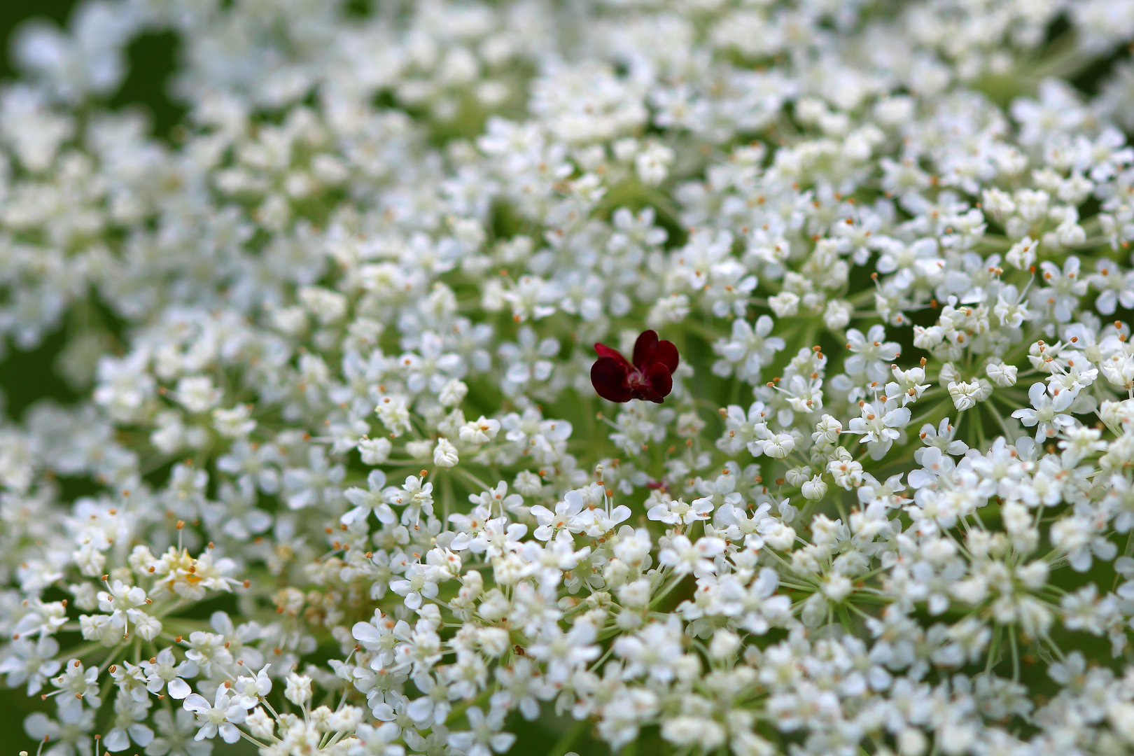 Blütenmeer mit besonderer Blüte