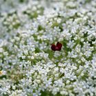 Blütenmeer mit besonderer Blüte