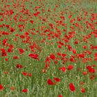 Blütenmeer Mohn