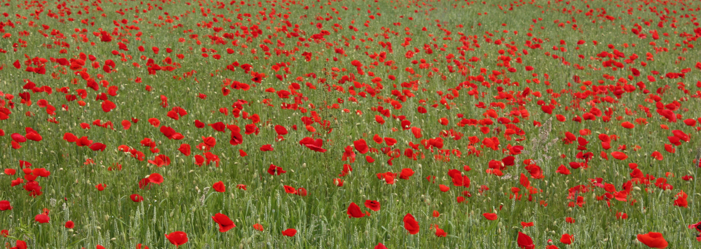 Blütenmeer Mohn