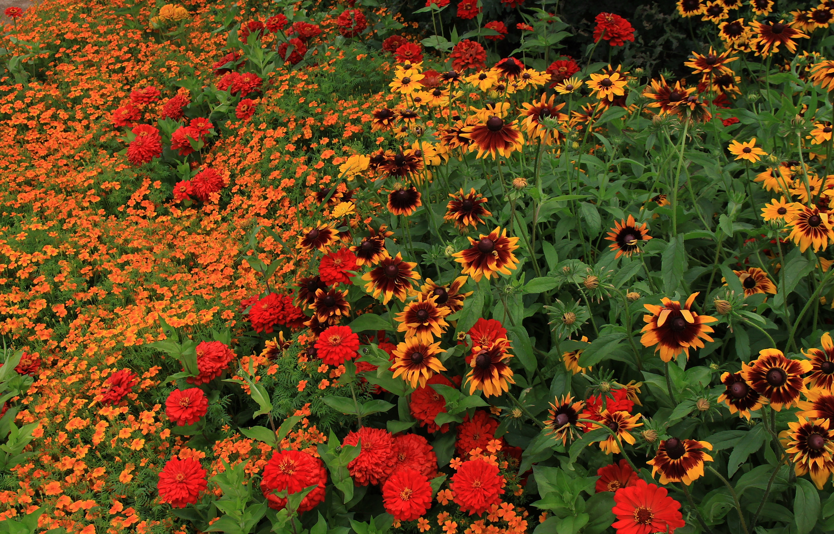 Blütenmeer: Noch bis zum Oktober ist in Hamburg die Internationale Gartenschau zu sehen.