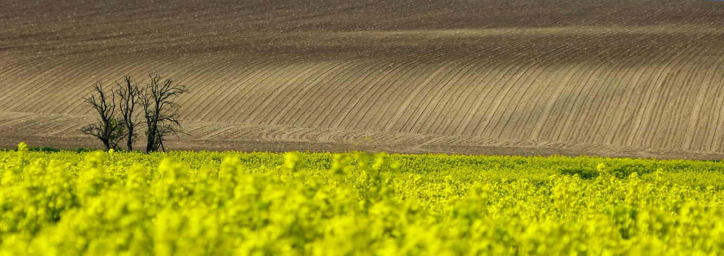 Blütenmeer trifft auf hügelige "Küste"