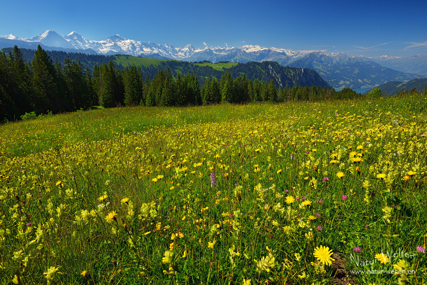Blütenmeer und Berner Alpen