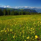 Blütenmeer und Berner Alpen