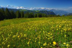 Blütenmeer und Berner Alpen