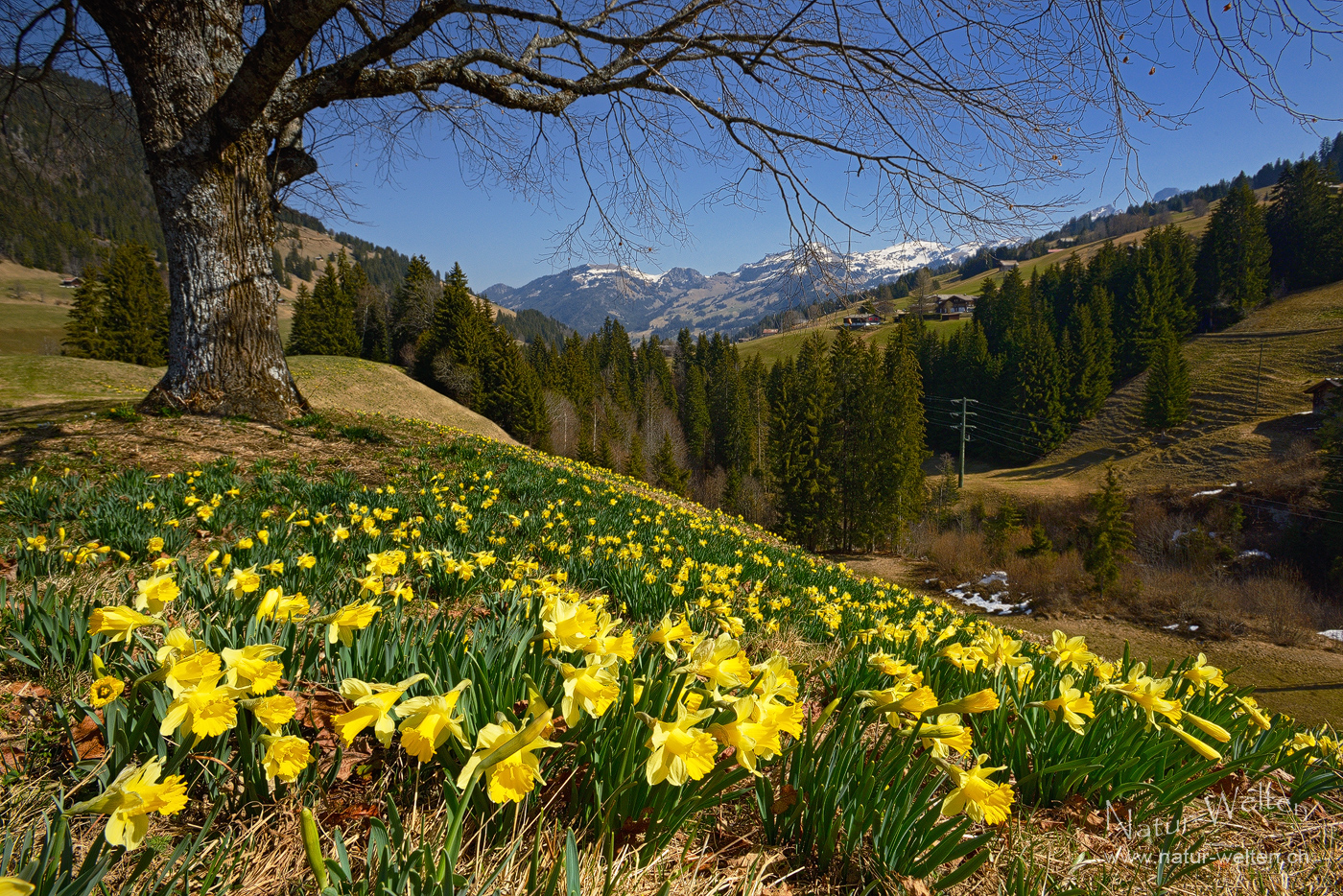 Blütenmeer unter dem Baum