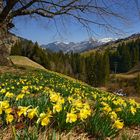 Blütenmeer unter dem Baum