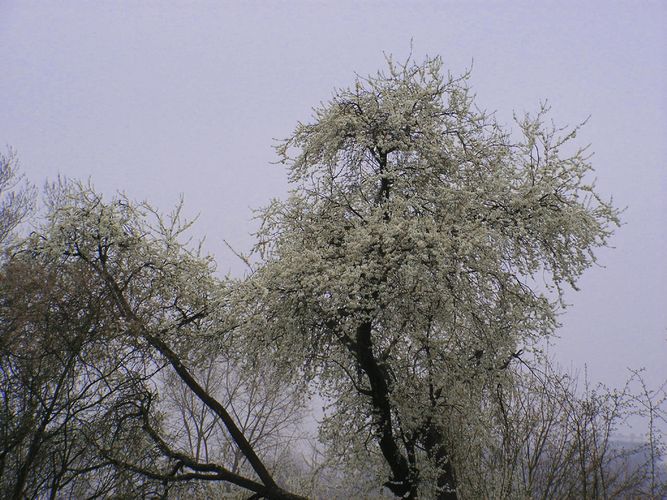 Blütenmeer vor trübem Frühlingshimmel