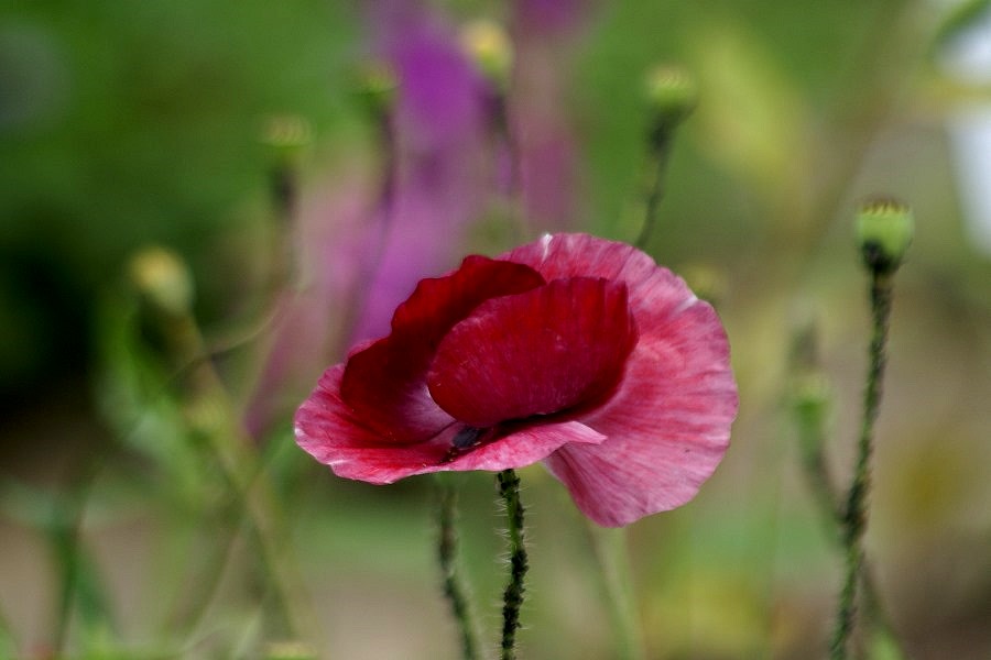 Blütenmohn