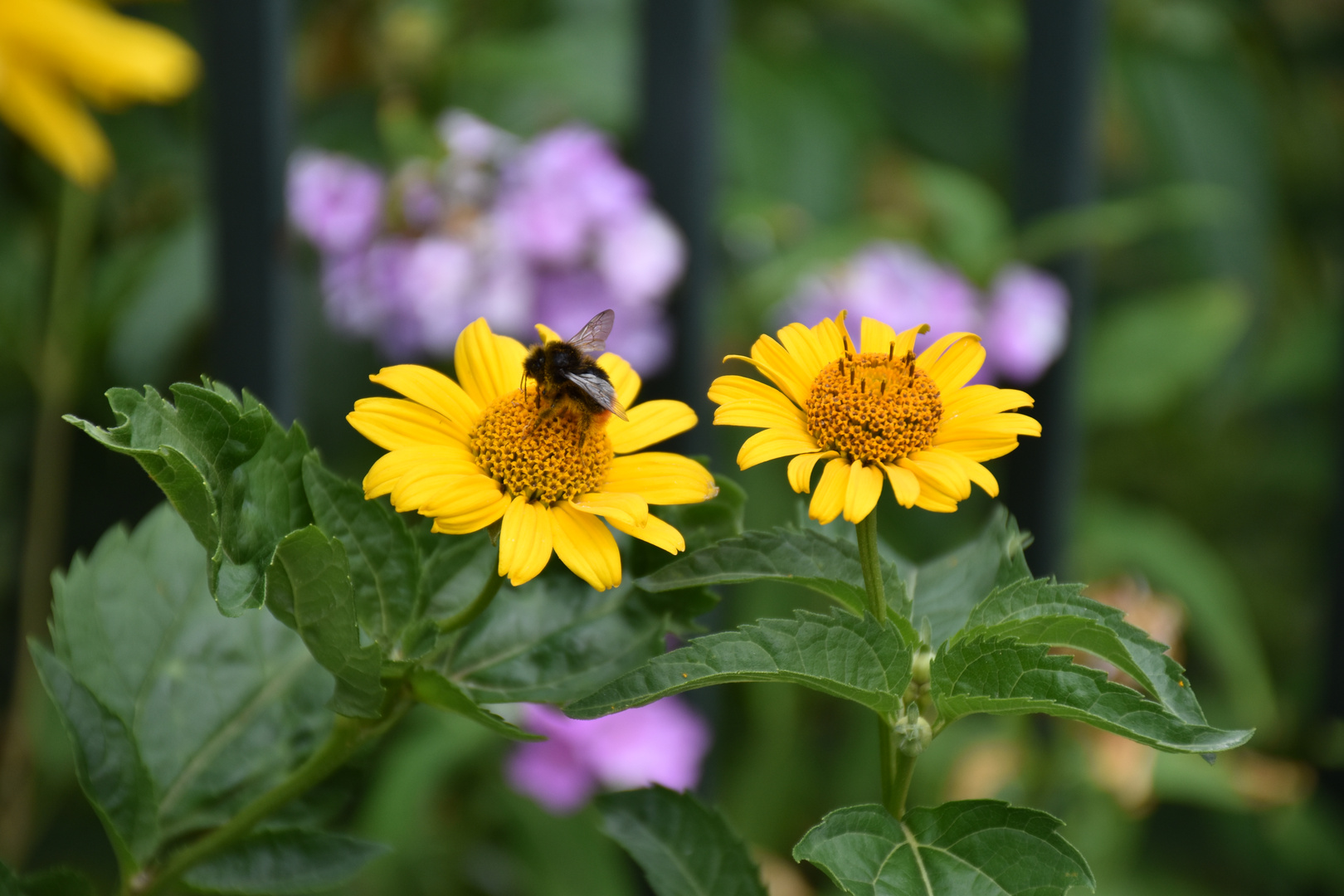 Blütennektar Hummel