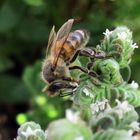 Blütennektar ist lecker