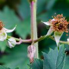 Blütenpaar einer Gartenbrombeere