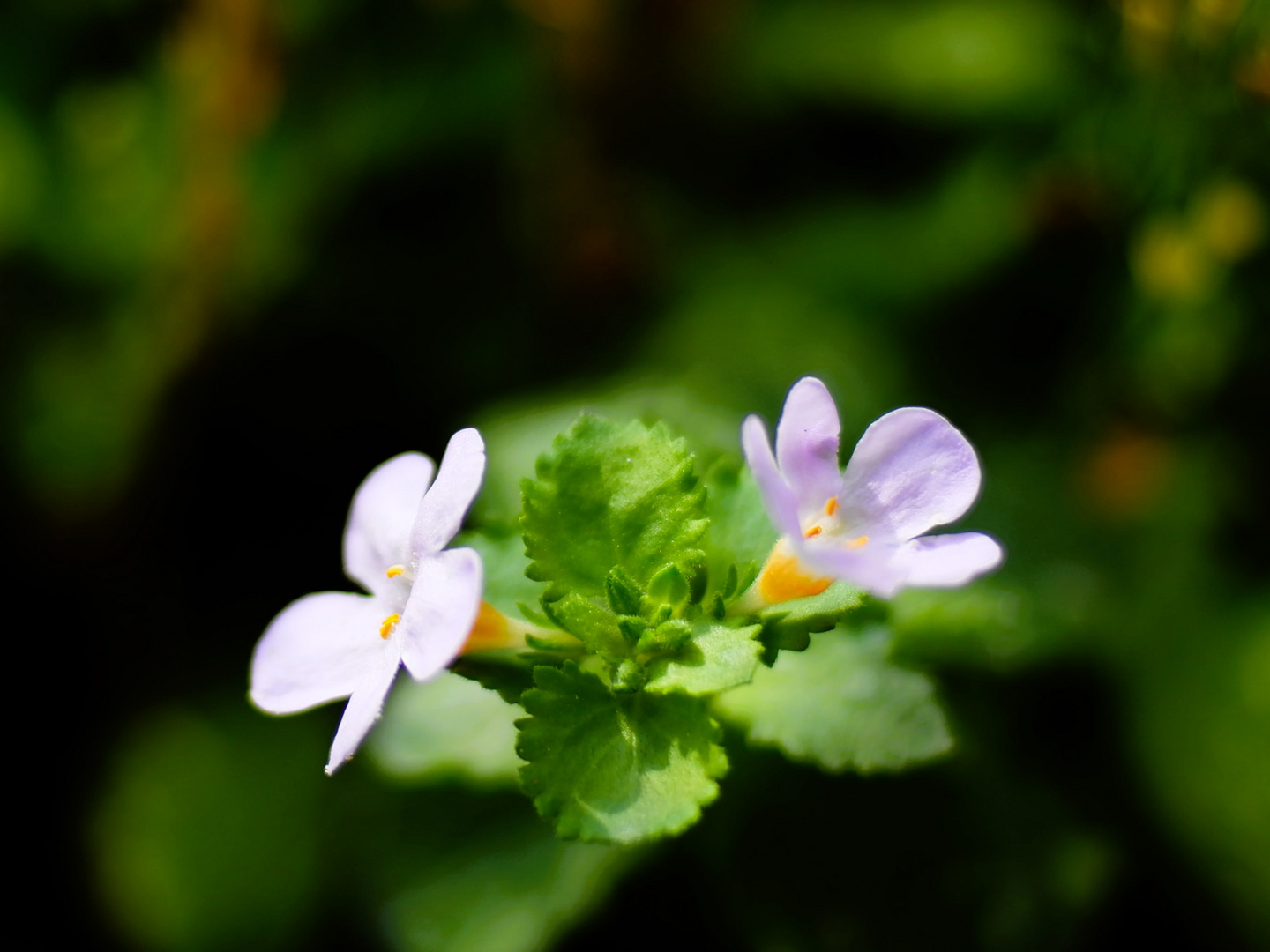 Blütenpaar_Morgenblüte / Zart und Fein im Morgenlicht