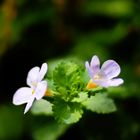 Blütenpaar_Morgenblüte / Zart und Fein im Morgenlicht