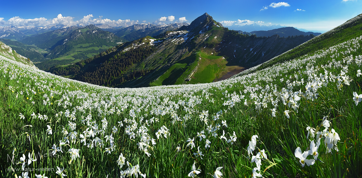 Blütenpanorama (180° Pano)