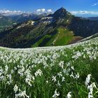 Blütenpanorama (180° Pano)