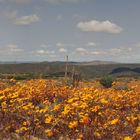 Blütenpanorama