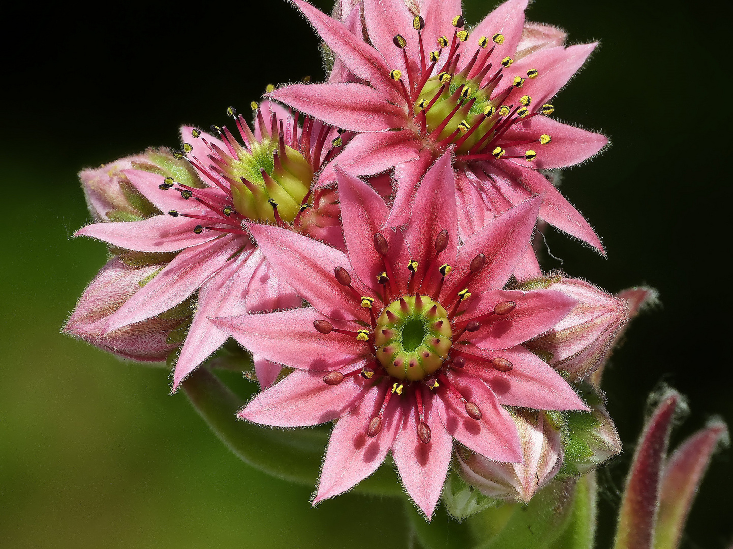 Blütenparade: Blüte von Sempervivum arachnoideum