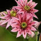 Blütenparade: Blüte von Sempervivum arachnoideum