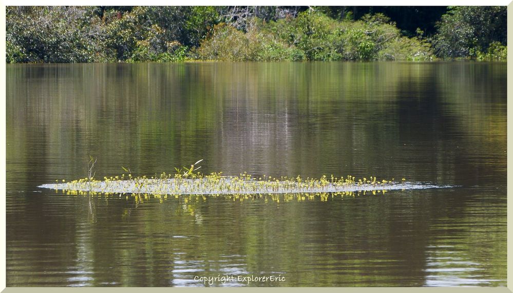 Blütenparadies Amazonas.............