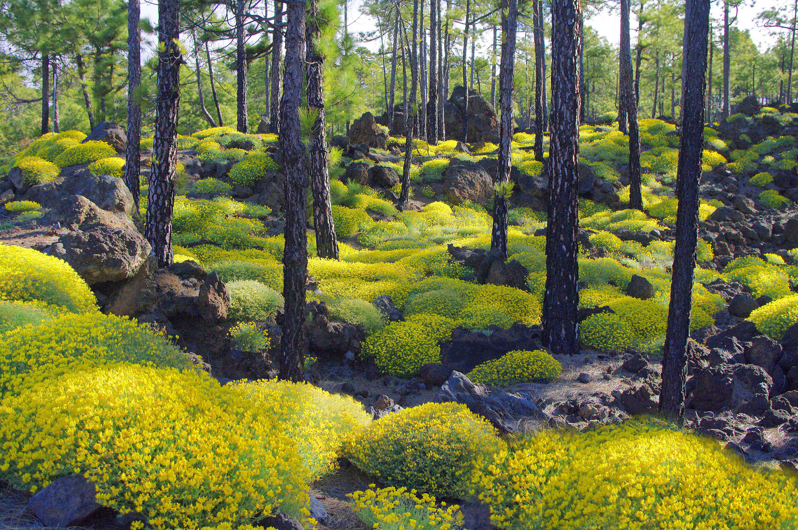 Blütenparadies im Kiefernwald