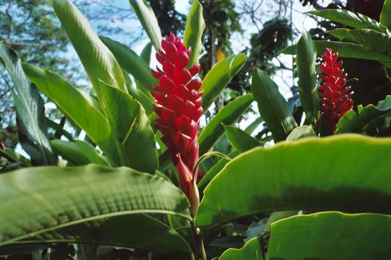 Blütenpflanze in Costa Rica