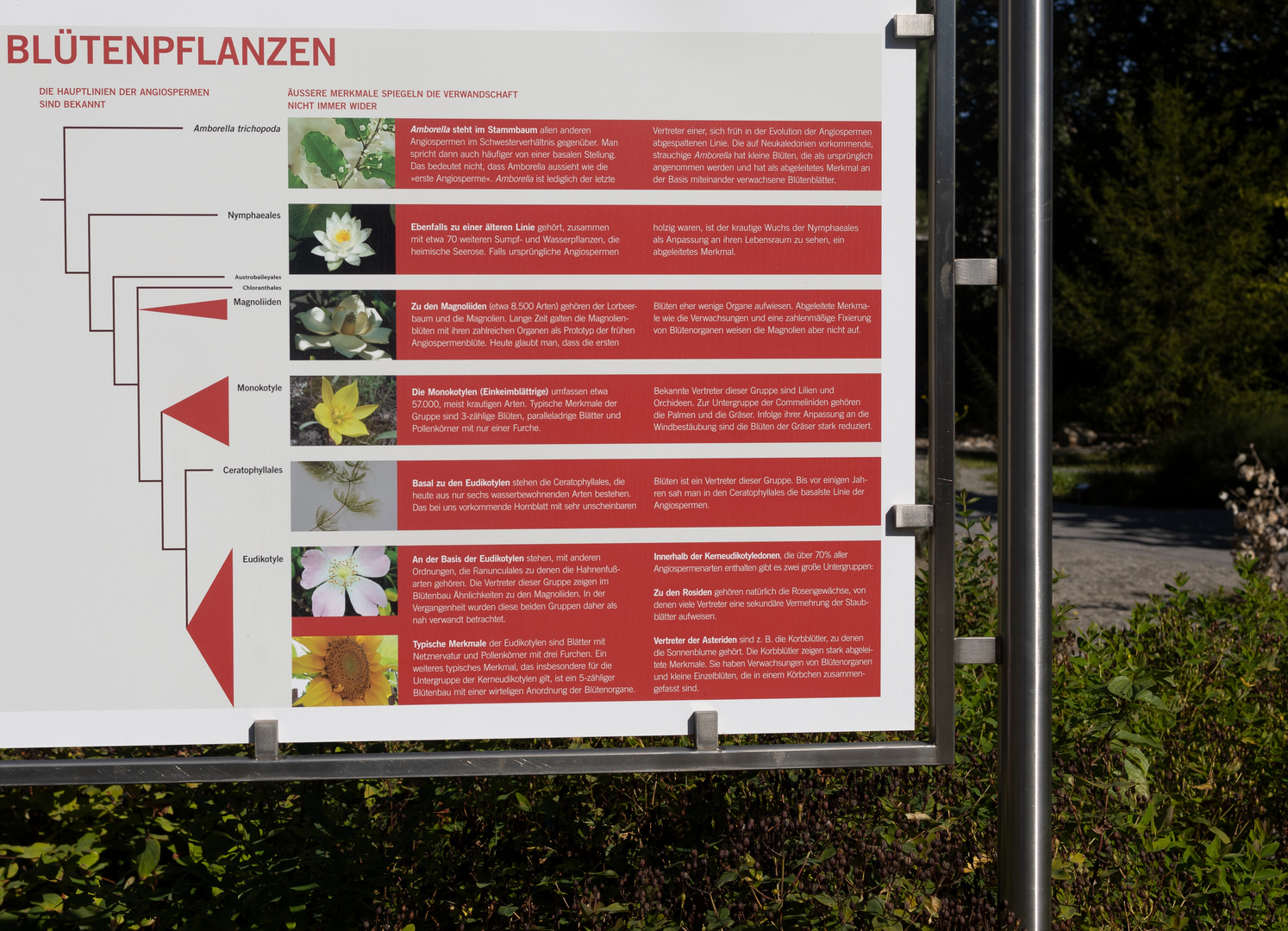 Blütenpflanzen-Infotafel