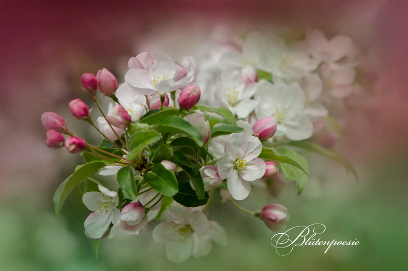 Blüten.Poesie