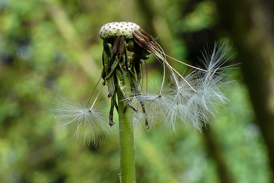 Blütenpollen