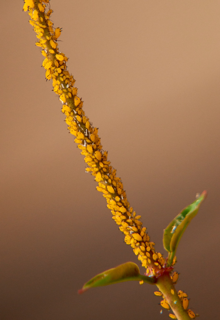 Blütenpollen?