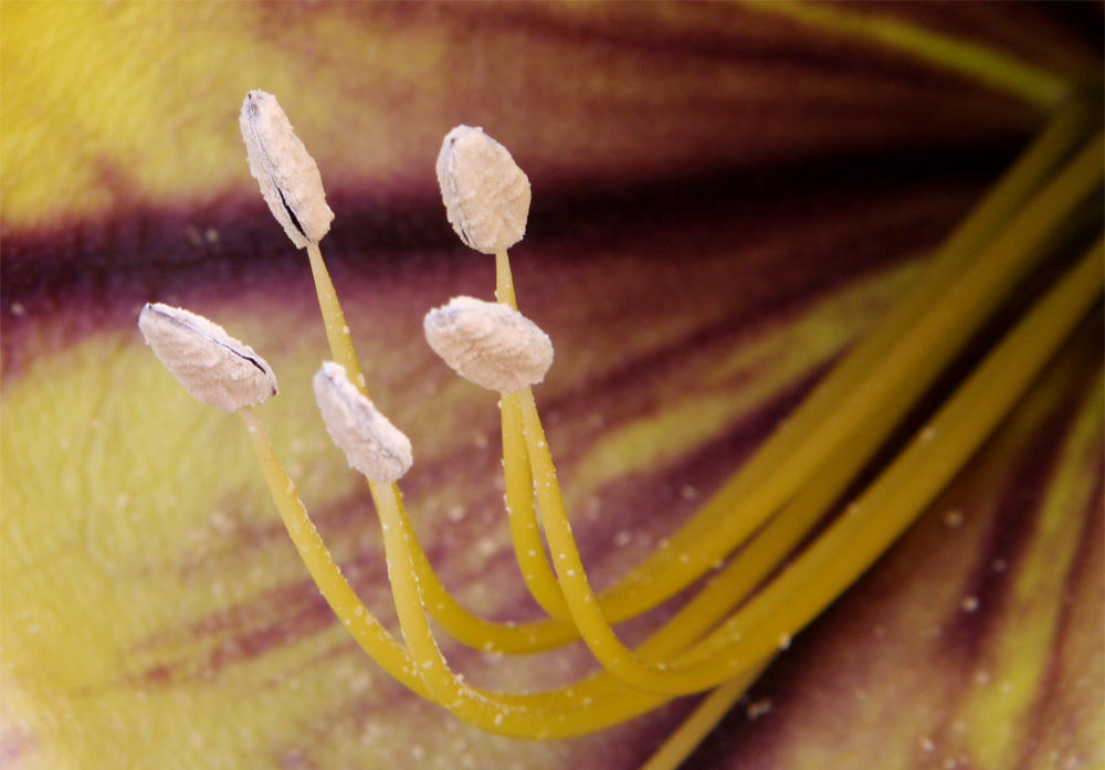 Blütenpollen