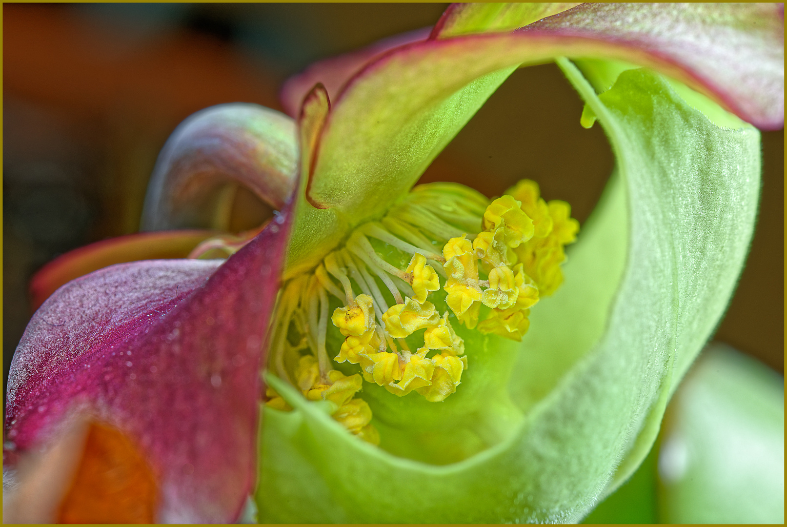 Blütenpollen, die Träger des Lebens