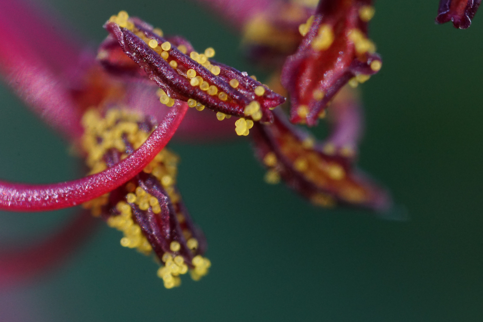 Blütenpollen