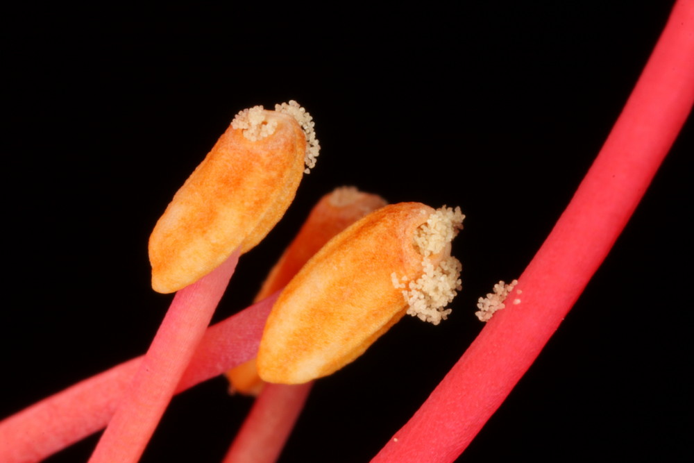 Blütenpollen einer Azalee by Andreas Sümnick 