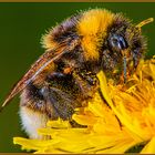 Blütenpollen, meine liebste Nahrung