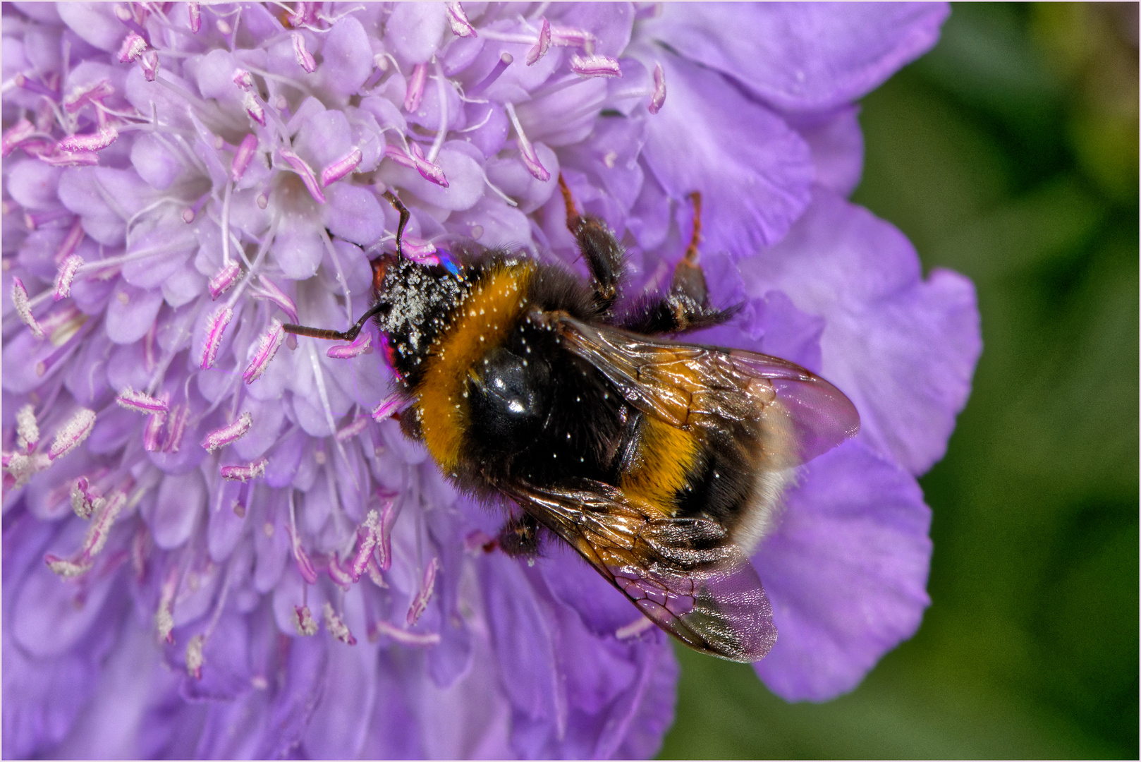 Blütenpollen überall