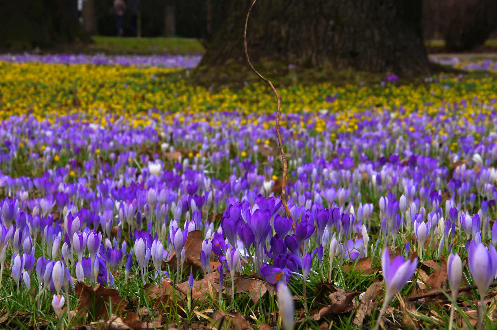 Blütenprach im Großen Garten in Dresden6