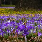 Blütenprach im Großen Garten in Dresden6