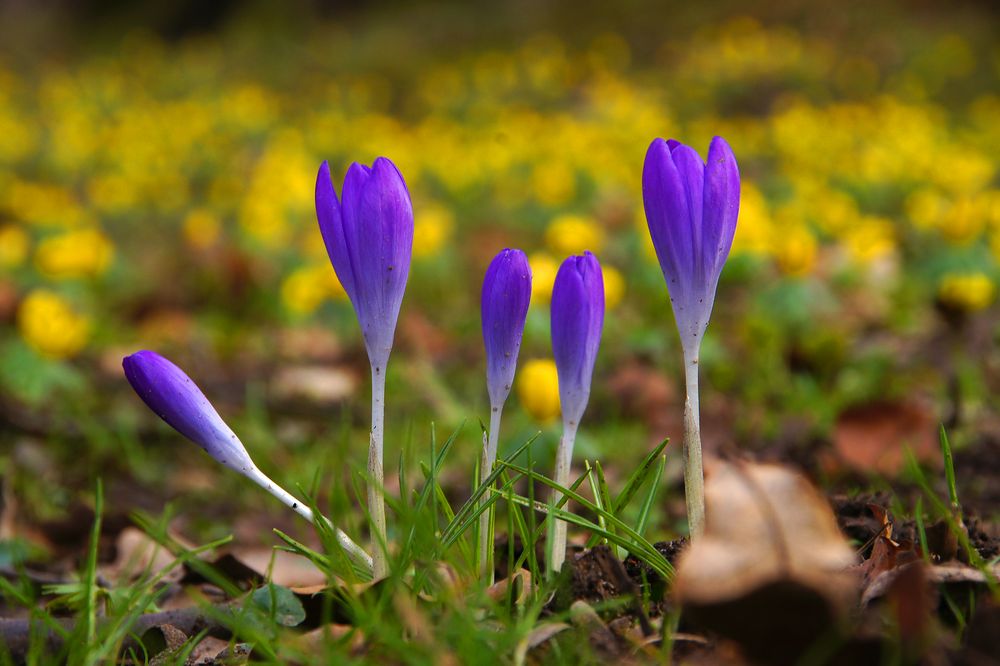 Blütenprach im Großen Garten in Dresden7