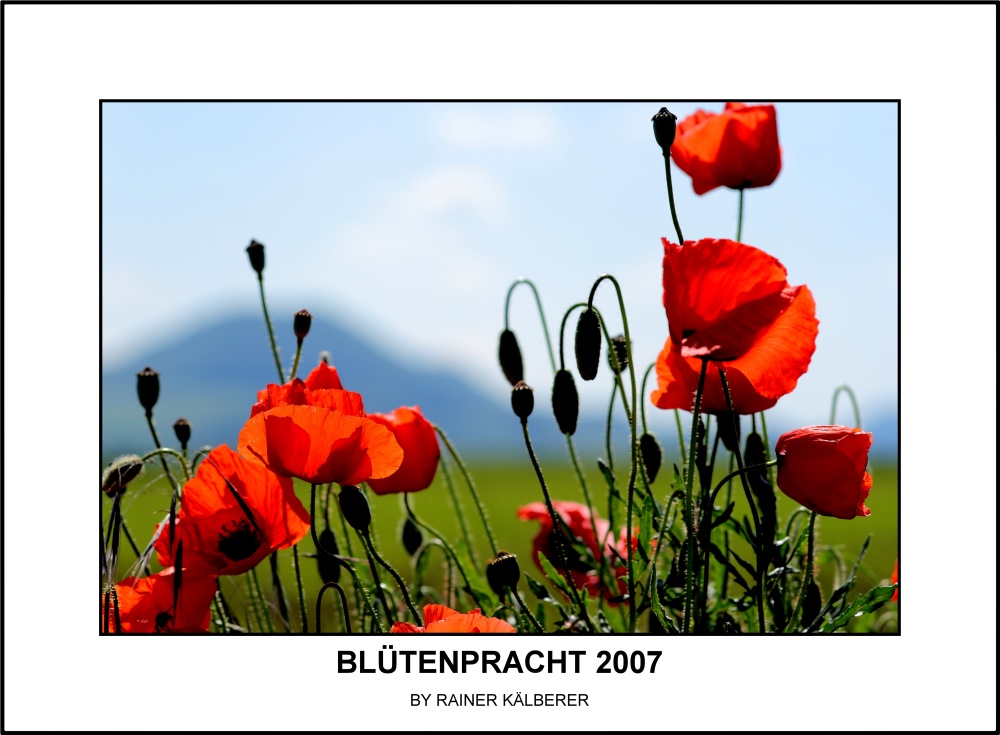 BLÜTENPRACHT 2007