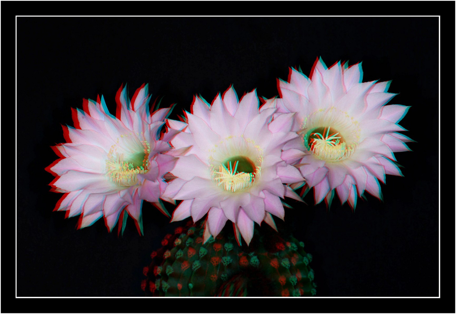 Blütenpracht 3 in 3D