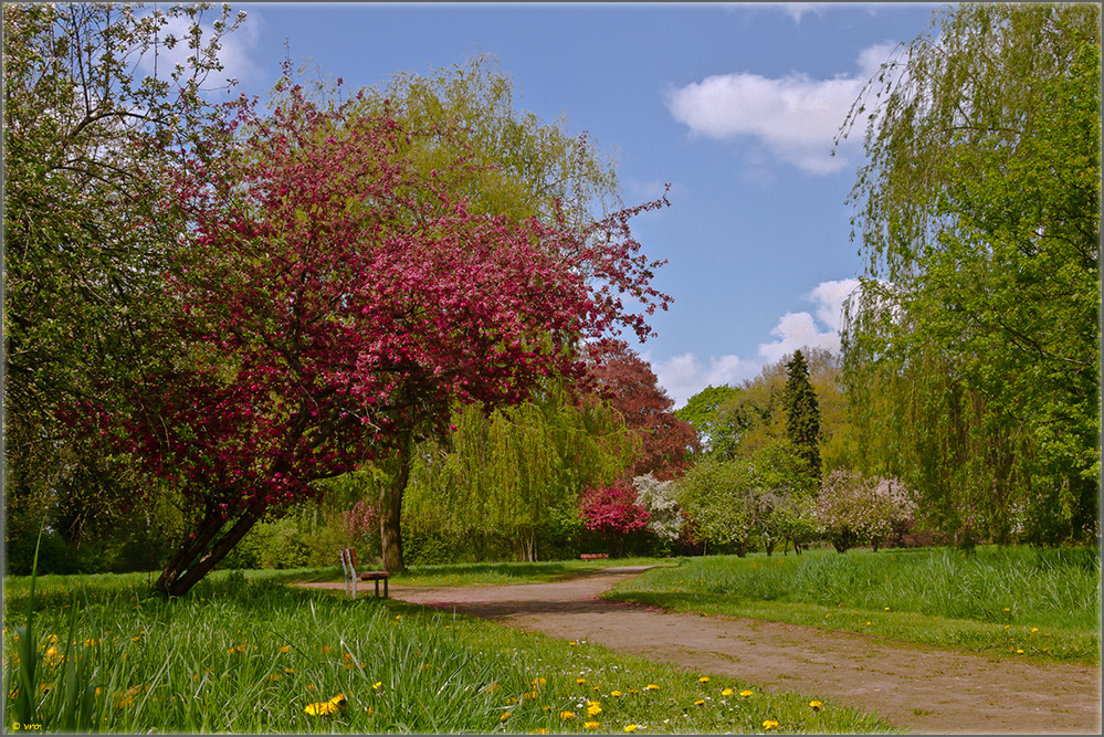 Blütenpracht