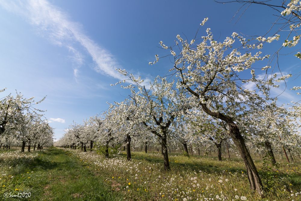 Blütenpracht