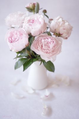 ... Blütenpracht ...