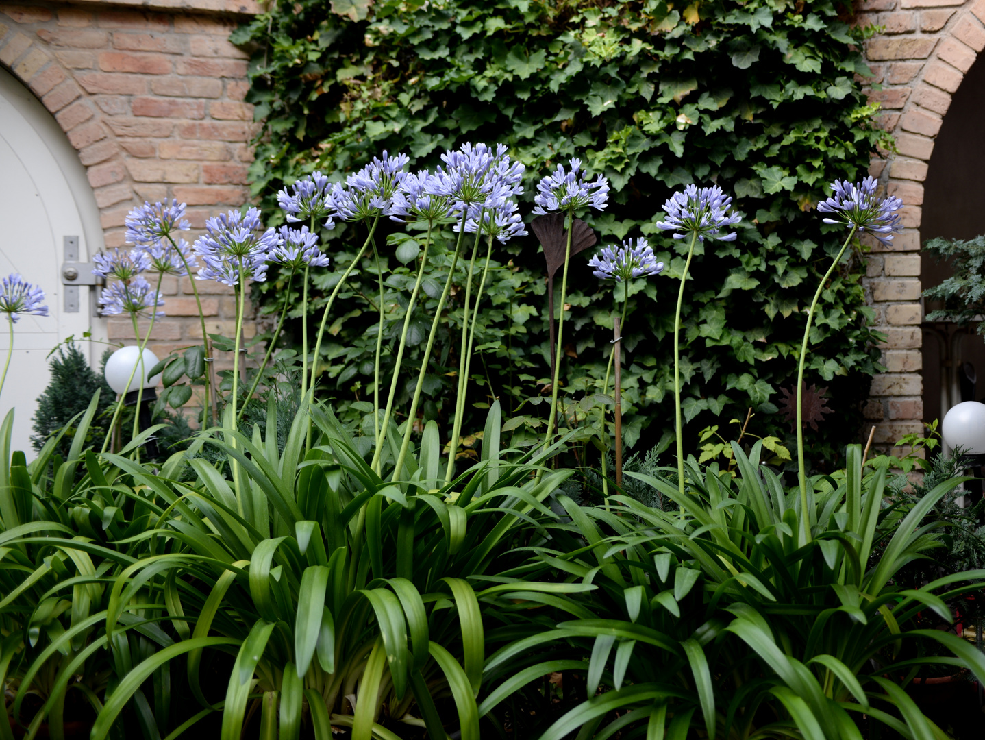 Blütenpracht  Akapanthus