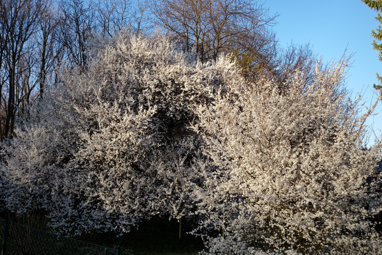 Blütenpracht am Abend