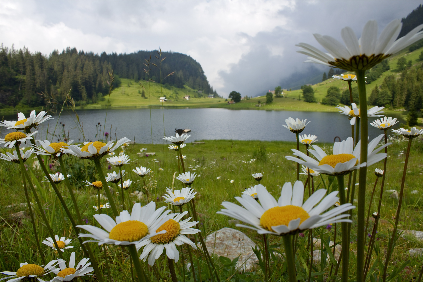 Blütenpracht am Golzernsee