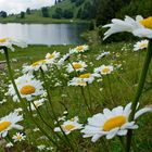 Blütenpracht am Golzernsee, Maderanertal