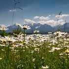 Blütenpracht am Hopfensee